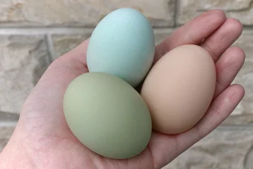 Foto auf Alu-Dibond Araucana hens green and blue eggs © mari_d