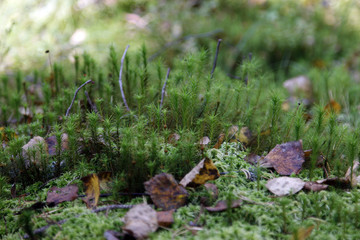 Moss and leaves
