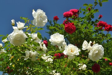 roses blanches et rouges