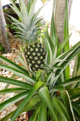 Fototapeta premium Ananas im Blumentopf