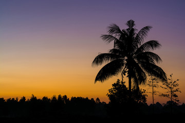 Obraz premium Silhouette of the coconut trees in the quiet countryside spectacular sunrise or sunset