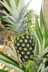 Ananas im Blumentopf