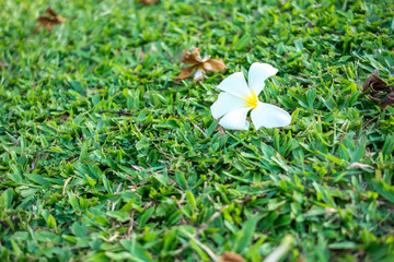 Frangipani flower (Leelawadee flower)