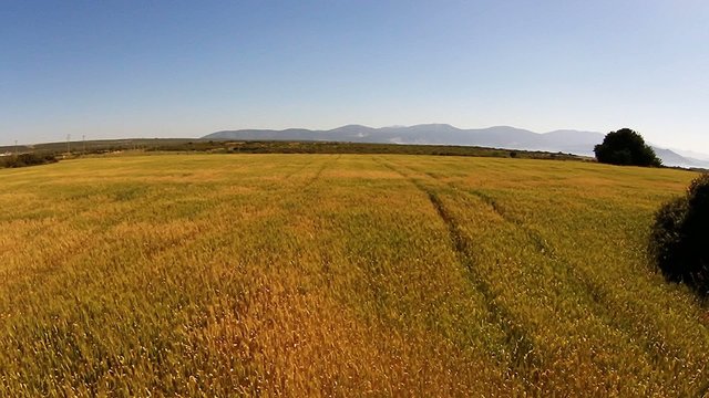 Flying over a yellow cereal field near hills and shoreline