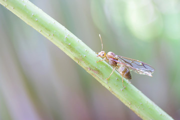 Insect on twig