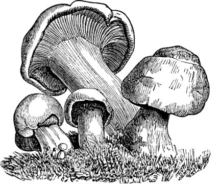Vintage drawing mushrooms