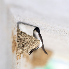 Swallow that makes the nest
