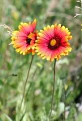 Цветы гайлардии