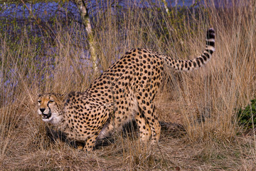 Cheetah zoekt iets.