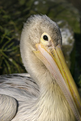 Portret van een pelikaan