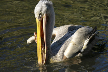 Pelikaan eet vis.