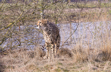 Cheetah doet behoefte.