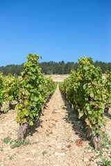 Fototapeta na wymiar lines of vine during the harvest un Burgundy