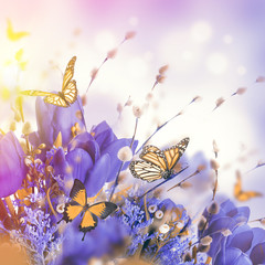 Blue tulips with mimosa and butterfly - 84630002