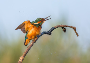 Martin Pescatore Alcedo Atthis