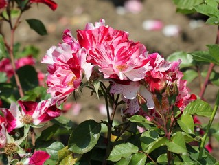 Двухцветные розы