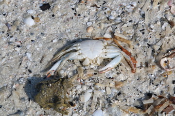 White Crab