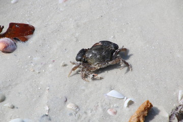 Crab