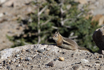 Chipmunk on a rock