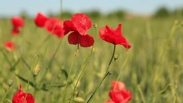 Red poppies in green wheat field