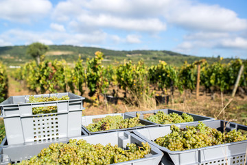 case of grape during the harvest in burgundy