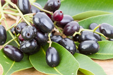 Jambolan plum or Java plum 'Syzygium cumini (L) Skeels.'