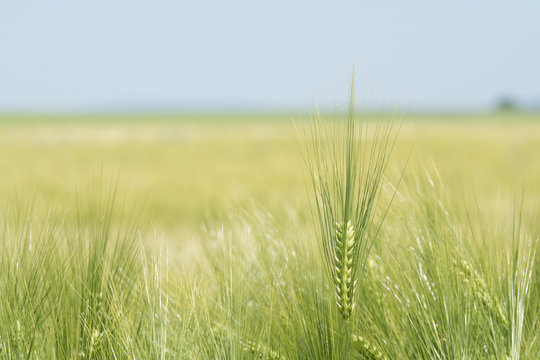 Barley Field