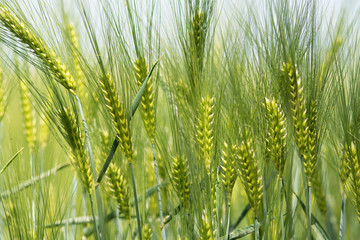 Fototapeta premium Barley Field