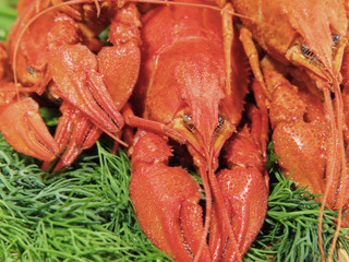 Red boiled crawfishes on a green fennel .