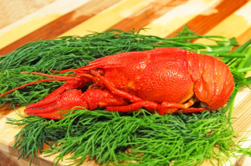 Red boiled crawfish and green dill.Closeup.
