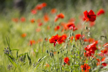 wild poppy flowers