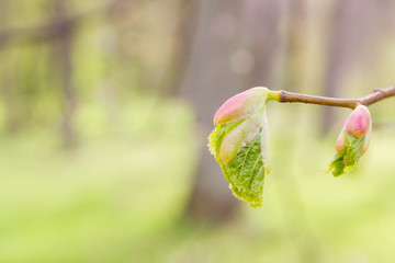 Spring blooming of leaves on the trees