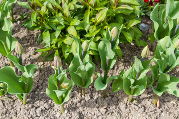 Spring flowers on the lawn