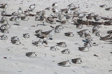 Fototapeta premium Seagull and little birds