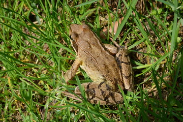 rana