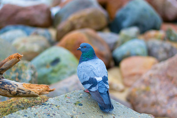 Dove on a background of stones