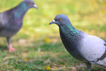 Two pigeons on the grass floor