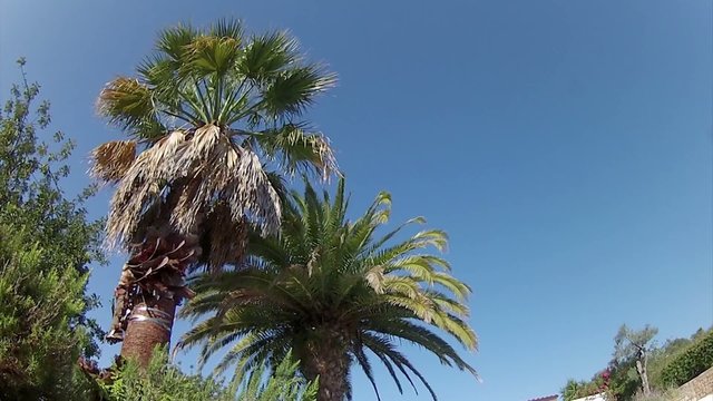 Palm tree cleaning and treatment, red weevil pest control