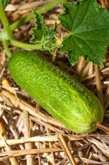 Biogurken im Beet 
