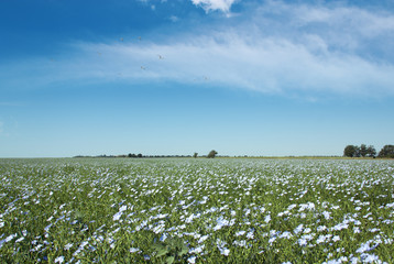 blooming blue flax in a farm field