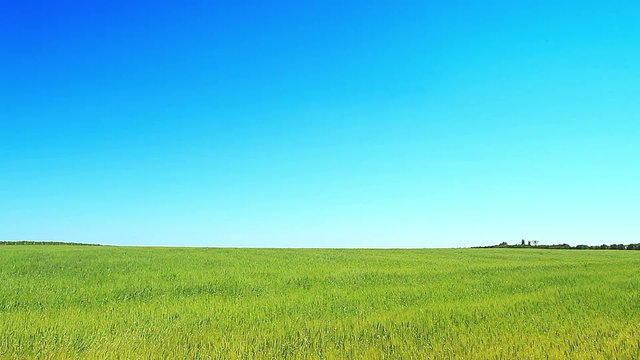 Wheat green field against the blue sky