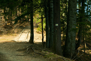 Track path in mountain forest