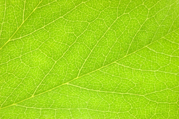 Naklejka na ściany i meble Green Leaf Macro Background Texture, Large Detailed Horizontal Pattern Closeup