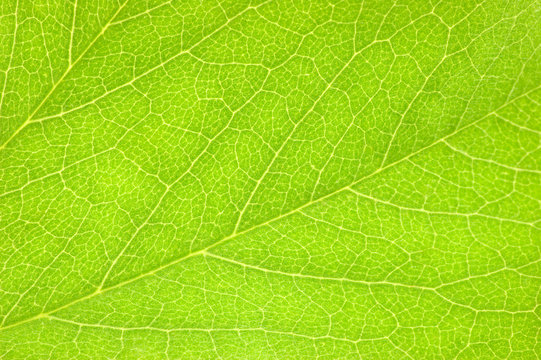 Green Leaf Macro Background Texture, Large Detailed Horizontal Pattern Closeup