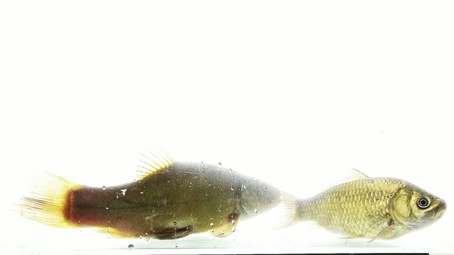 Ryby z polskich w&oacute;d