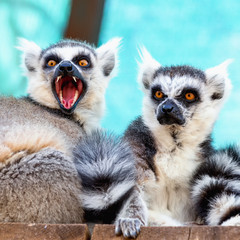 Naklejka premium Hungry and angry lemurs