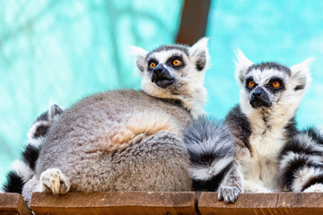 Lemurs family