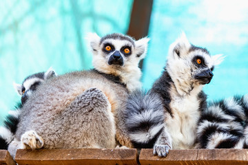 Lemurs family