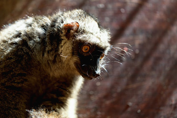 Closeup of red-bellied lemur