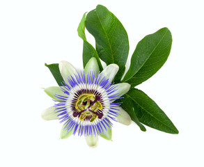 passion flower isolated on white - 84637607